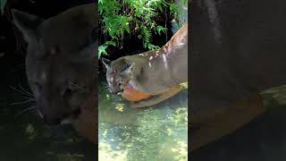 I will name the kitty Bubbles 🫧😁Florida Panther formerly wild rescued resident at Homosassa Springs [upl. by Rainah132]