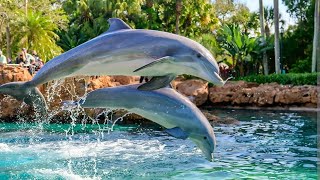 SeaWorld  Dolphin show  San Diego [upl. by Hagar]