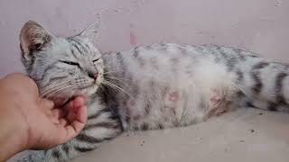 Sleeping pregnant cat is so adorable  sleeping kitten [upl. by Hube]