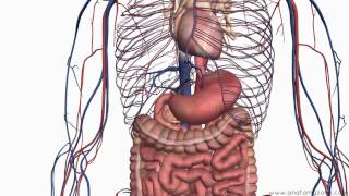 Introduction to the Digestive System Part 2  Oesophagus and Stomach  3D Anatomy Tutorial [upl. by Eiramyelhsa602]