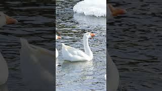 Snow Goose Sounds Video Bird Songs Eastern North AmericaWild Canadian Geese Nature Sound Effects [upl. by Garratt171]