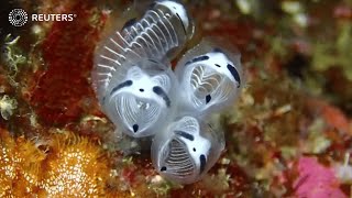 Japans newest species skeleton panda sea squirt  REUTERS [upl. by Gilberte424]