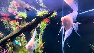 Albino Dantum Angels in planted Aquascape [upl. by Furnary]