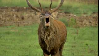 Wapiti elk ciervo canadiense berreando [upl. by Inava]