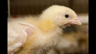 Coli Septicemia in Poultry Causes and Control [upl. by Lyrahc868]