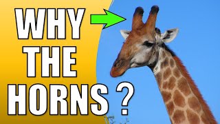 Why Do Giraffes Have Horns on Their Head [upl. by Adniral485]