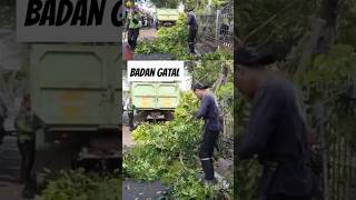 Badan gatal akibat gigitan semut saat tukang kayu tebang pohon terbesar pohon chainsaw [upl. by Mansur947]