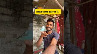 Hand tame parrot🦜 petlover minivlog pigeonvlogger birds vlog budgies parrot [upl. by Boorer]