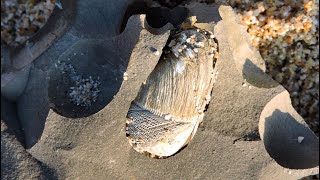 Found rocks with holes Look for piddock calms [upl. by Yentruoc]