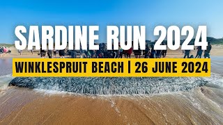 Sardine Run 2024  Winklespruit Beach  26 June 2024 SardineRun2024 [upl. by Caplan]