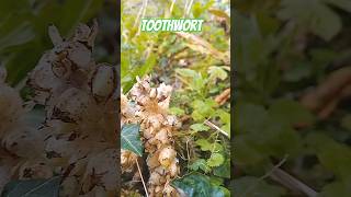 The mysterious and unusual Toothwort plant It is PARASITIC amp cant photosynthesise [upl. by Sasnak]