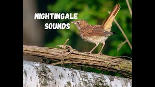 Sounds of the American Nightingale [upl. by Varion602]