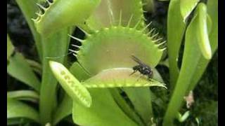 Plante carnivore en action quotDionaea muscipulaquot [upl. by Prem144]