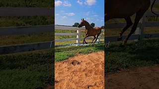 arabianhorse edits trending keytohappiness equestrian [upl. by Lotsirb103]