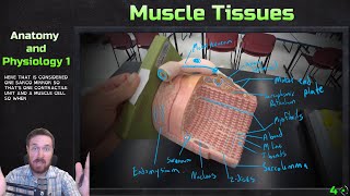 Skeletal Muscle Tissue Models Overview  Anatomy and Physiology 1 [upl. by Schulman]