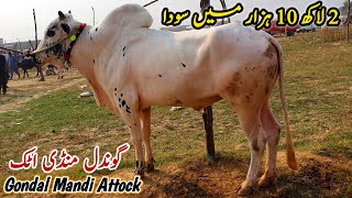 Today Gondal Mandi Attock Latest Update 21 October 2024  Desi Fatehjangi Bulls [upl. by Agarhs]