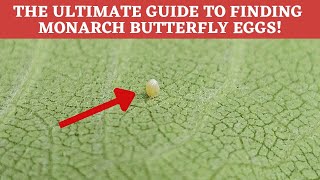 To find Monarch eggs you need to learn what you are looking for Success will come [upl. by Cavil420]