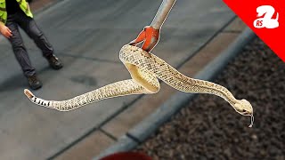 Snakes Get Into Peoples Spaces Mojave Rattlesnake Found at a Business [upl. by Elokin]