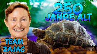 250 JAHRE ALTE SCHILDKRÖTE  Zoo Zajac [upl. by Garibald]