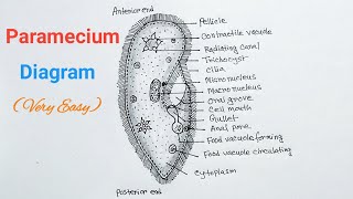 How to Draw Paramecium Diagram  Paramecium Drawing Easy [upl. by Tomasina]