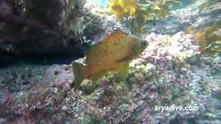 쏨볼락Sebastes inermis 갈볼락 Darkbanded rockfish [upl. by Anauqed]