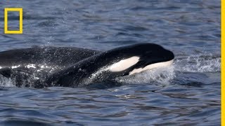 Des orques chassent une baleine à bosse [upl. by Xenos793]