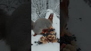 Ушастик и орешек Écureuil aux grandes oreilles dans la forêt dhiver [upl. by Durwyn]