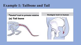 Vestigial Structures [upl. by Eneleh]