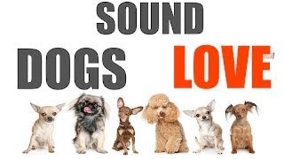 10 Sounds Dogs Love To Hear The Most  Sound Dogs Love All Time  HQ [upl. by Klecka399]