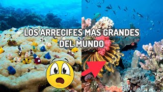 Los Arrecifes de Coral mas grandes del Mundo  Top Asombroso [upl. by Ecar]