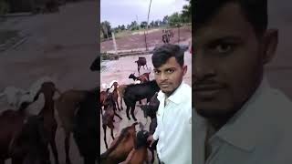 Dilip Yadav At VikashnagarRohiBarachatti While treatment goats in the goat farm [upl. by Rebmak474]