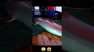 ¡Monstruo Marino 🐍😱 Asombroso Pez Remo Gigante Capturado en Alta Mar 🌊 chatgpt ia animation pez [upl. by Nahtiek]