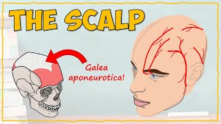 Anatomy of the Scalp [upl. by Nort275]