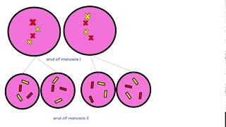 Lab 7  Genotype phenotype and genetic inheritance [upl. by Tiff296]