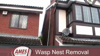 Wasp Nest Removal From Loft In Birmingham UK [upl. by Biondo]