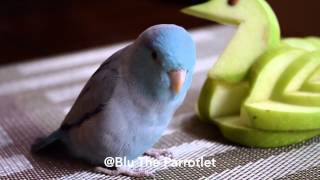 Parrotlet going crazy for Apple [upl. by Aunson]