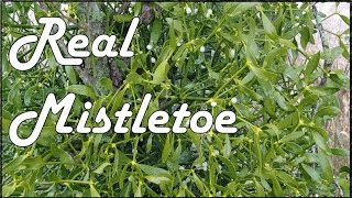 This Is What Real Mistletoe Looks like In the Wild [upl. by Toscano]