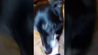 Beautiful senior collie mix dog Bobo getting ready for bed [upl. by Hapte]