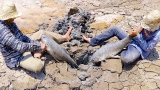 Find Secret Hole Fish In Dry Season  They Caught Giant Fish From UNDERGROUND Dry Mud [upl. by Ecirtaemed]