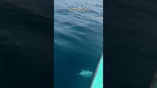 Trevally fish catchedfishingvideos fishingislife fishingadventure [upl. by Eltsyek]