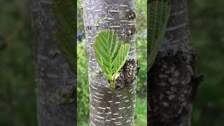 Common Alder Alnus glutinosa  trunk amp leaves  April 2018 [upl. by Nosirrah980]