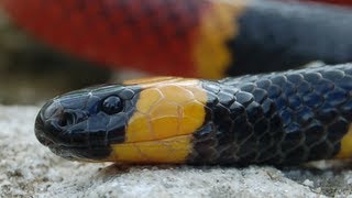 Coral Snakes 01 Venomous Snake of America [upl. by Leilamag35]