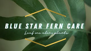 Blue Star Fern Phlebodium aureum  Plant Care Guide [upl. by Buhler]