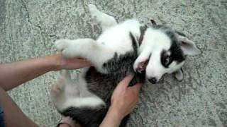 Extremely cute Siberian Husky puppy [upl. by Jenne]