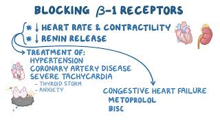 3 57 Peripheral postsynaptic anti adrenergics Beta blockers [upl. by Rehoptsirhc]