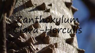 How to Pronounce Zanthoxylum ClavaHerculis [upl. by Dunkin]