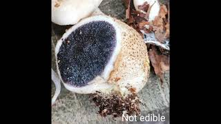 51 Scleroderma citrinum or common earthball Poisonous Spore bearing dark mass  gleba [upl. by Sedruol16]