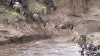 Massive Widebeest Herd Crossing Mara River near the Serena Lodge [upl. by Jesselyn]