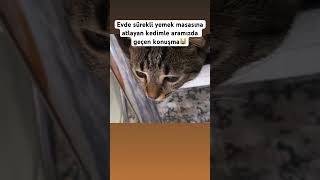 beniöneçıkart catlover reelsinstagram kesfetteyiz funny love KonusanKediler MeteKedigil [upl. by Ahsatak]