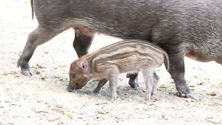 Visayawrattenzwijn jong  Visaya Warty Piglet  Planckendael [upl. by Arihsay735]